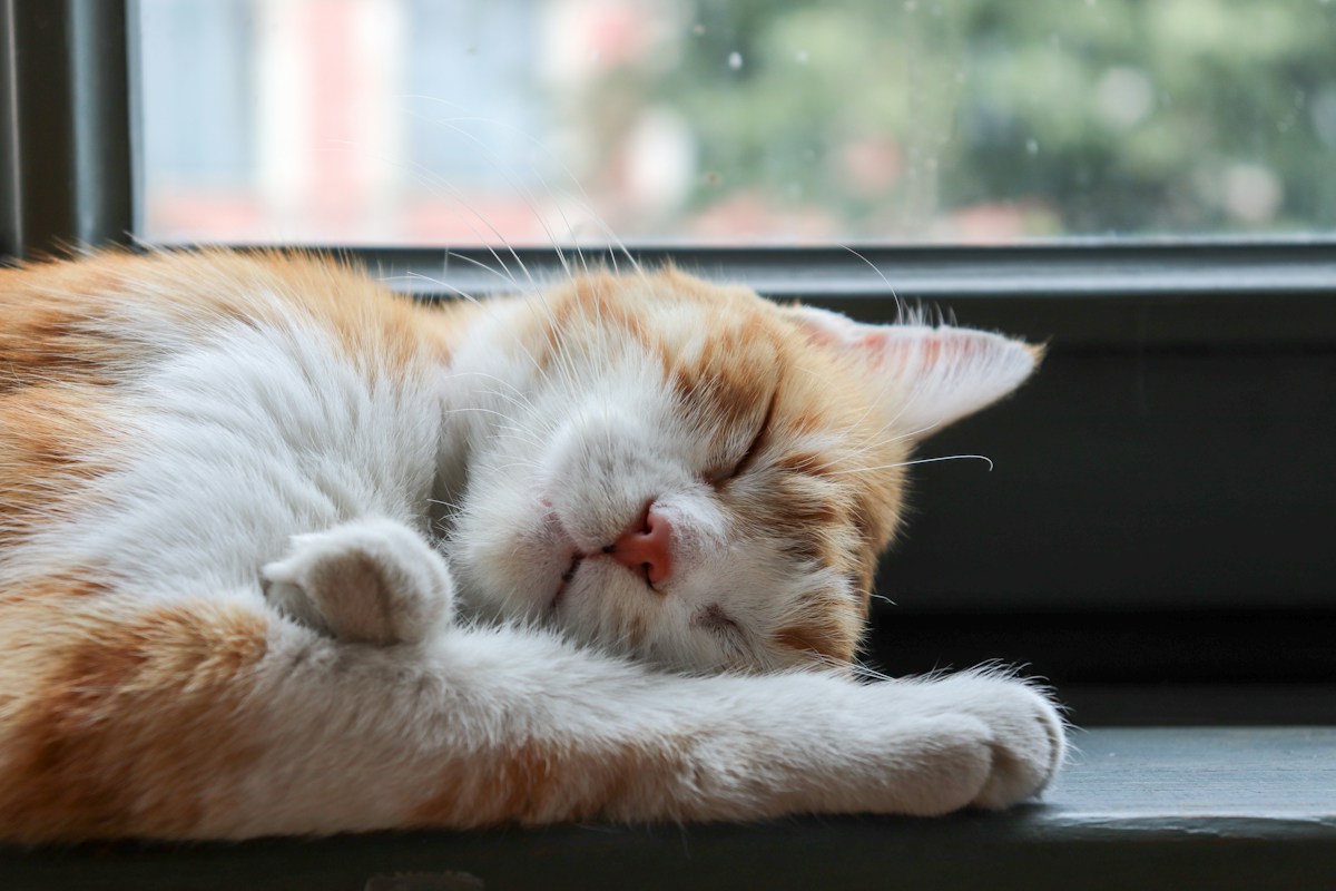 A sleepy cat at the window